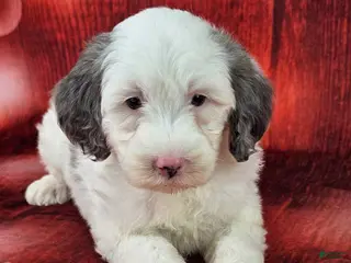 Mini Sheepadoodle dogs Kringle - Ad 8