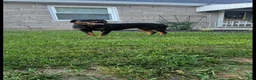 Rottweiler dogs for sale: Daisy  - Ad 5