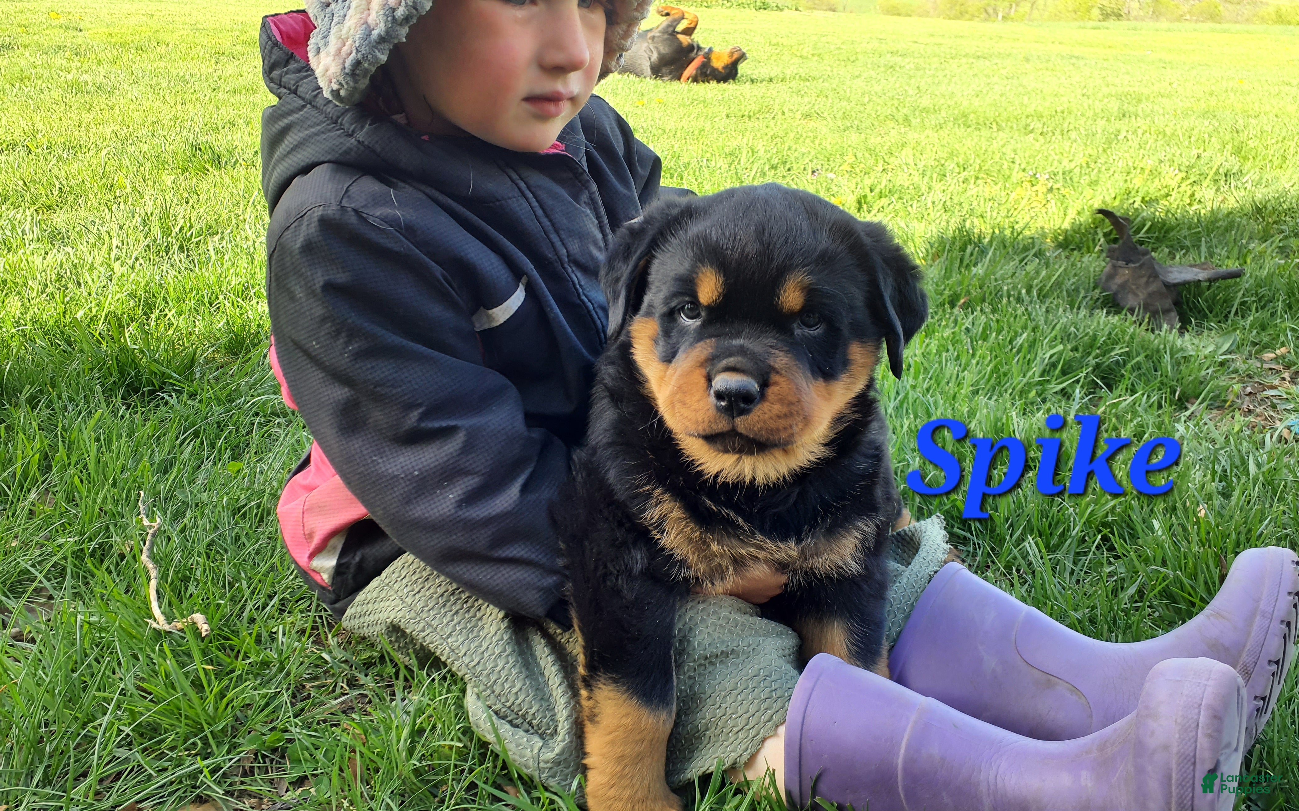 Rottweiler dogs AKC Spike - Ad 1