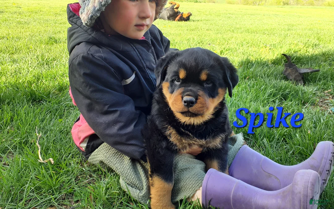 Rottweiler dogs for sale: AKC Spike - Ad 1