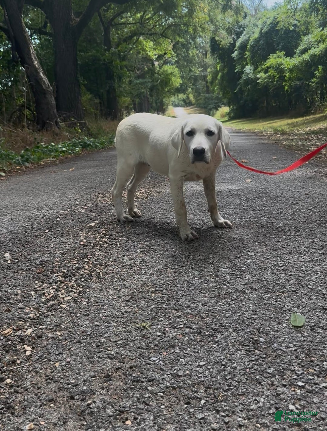 Labrador Retriever dogs for sale: Labrador Retriever Sissy - Ad 7