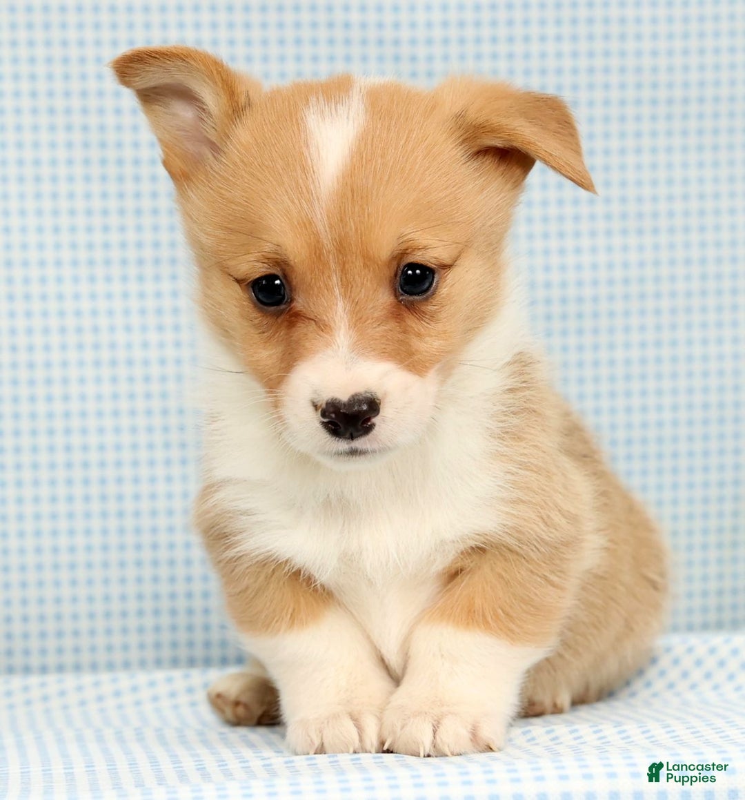Welsh Corgi Pembroke dogs for sale: Wade - Ad 2
