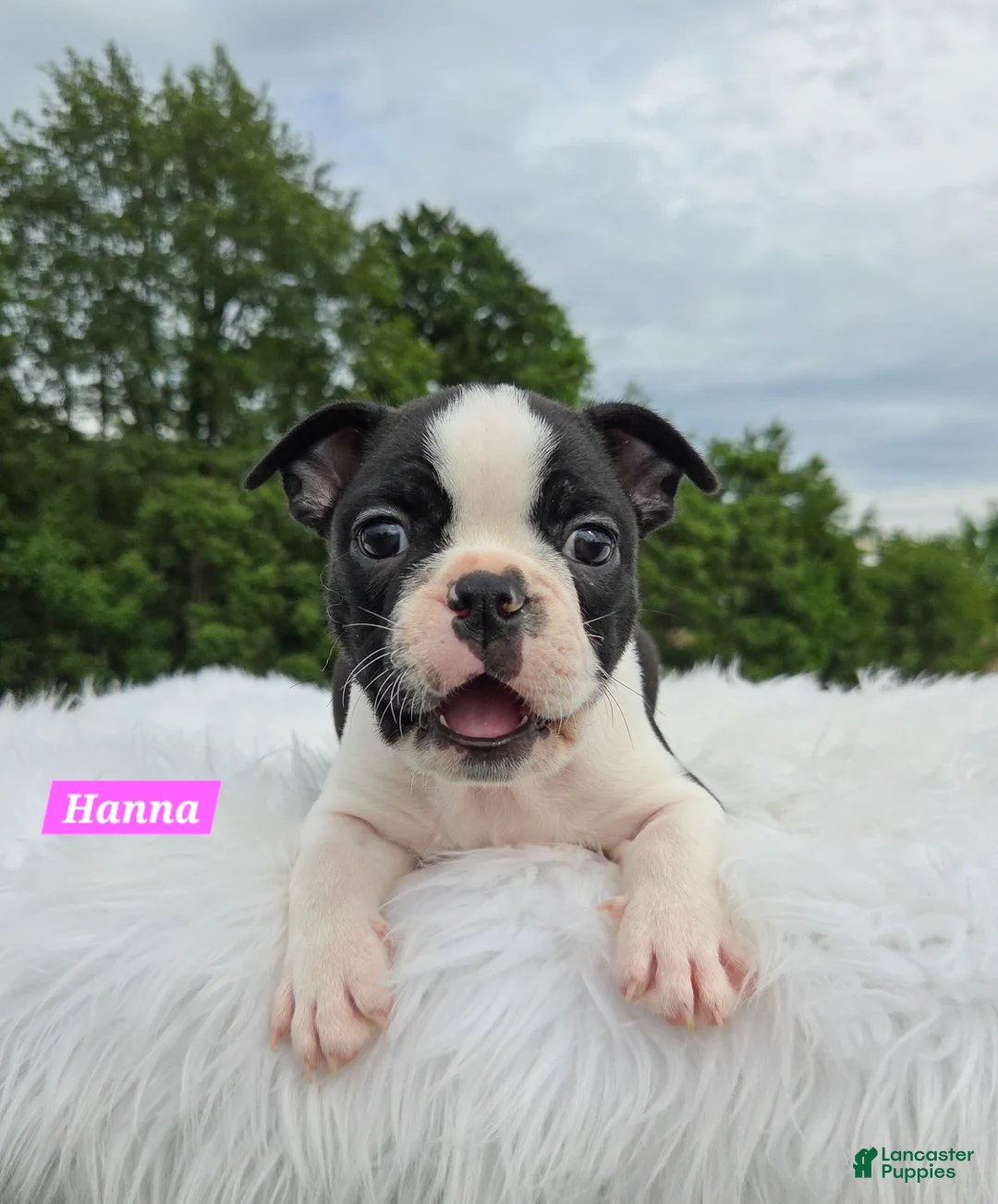Boston Terrier dogs for sale: Hannah - Ad 1