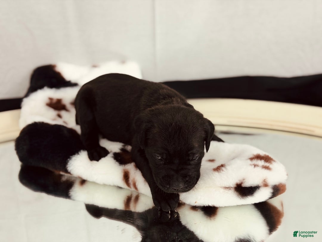 Cane Corso dogs for sale: Athena  - Ad 5