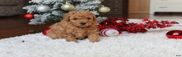Toy Poodle dogs for sale: Carson - Ad 5