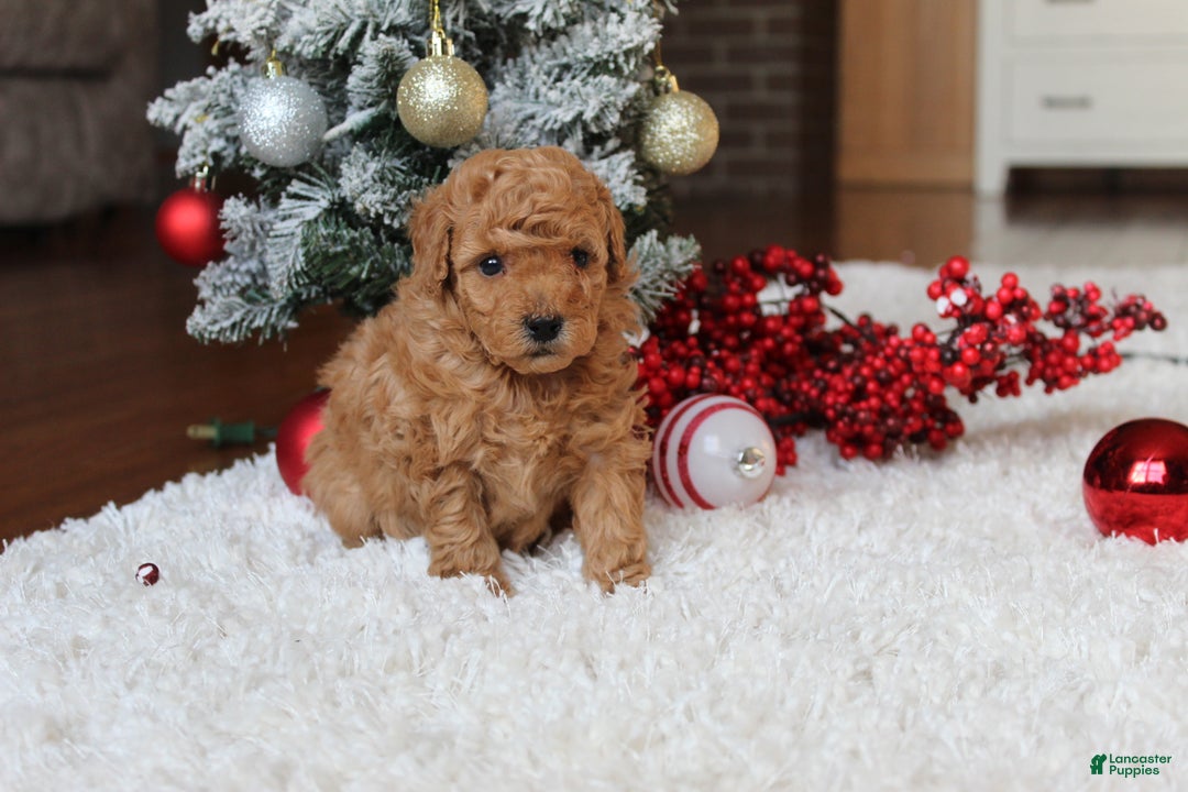 Toy Poodle dogs for sale: Carson - Ad 5