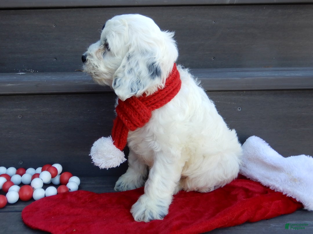 Cockapoo dogs for sale: Luka - Ad 9