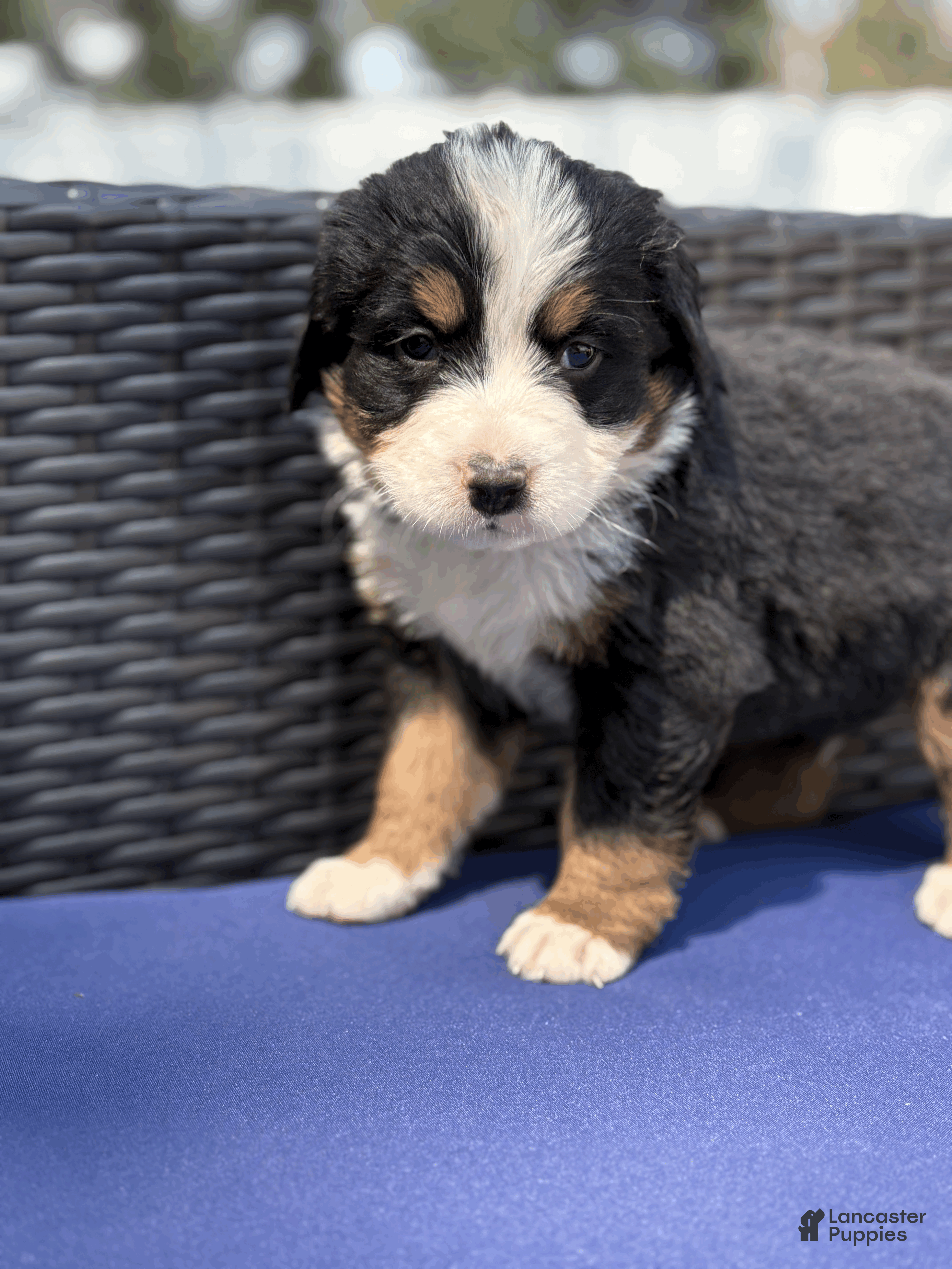 Bernese Mountain Dog dogs Bennett - Ad 2