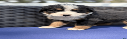 Bernese Mountain Dog dogs for sale: Bennett - Ad 2
