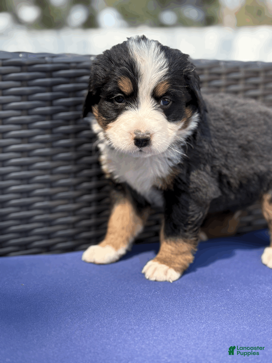 Bernese Mountain Dog dogs for sale: Bennett - Ad 2