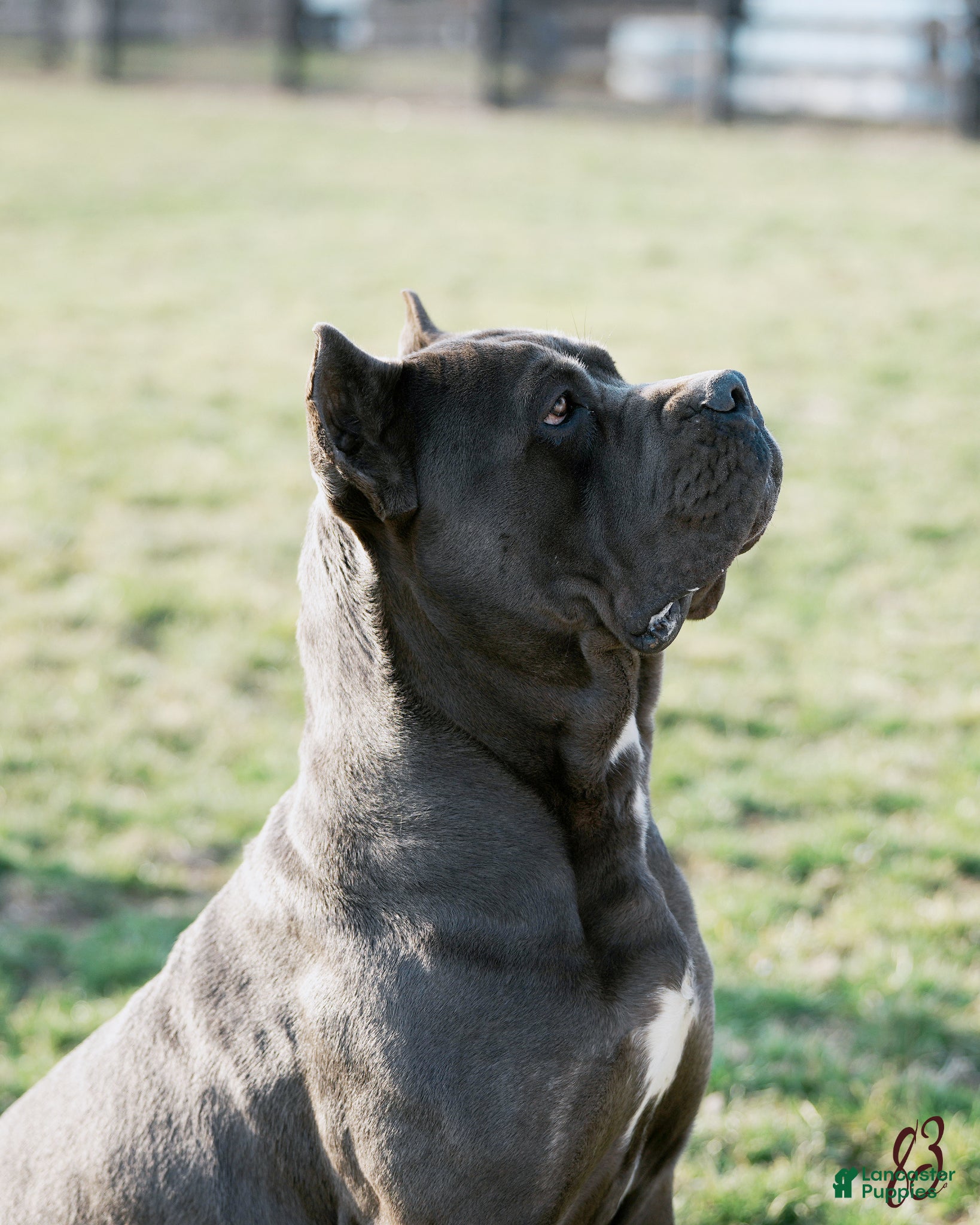 Cane Corso dogs Cane Corso Puppy 2 - Ad 2