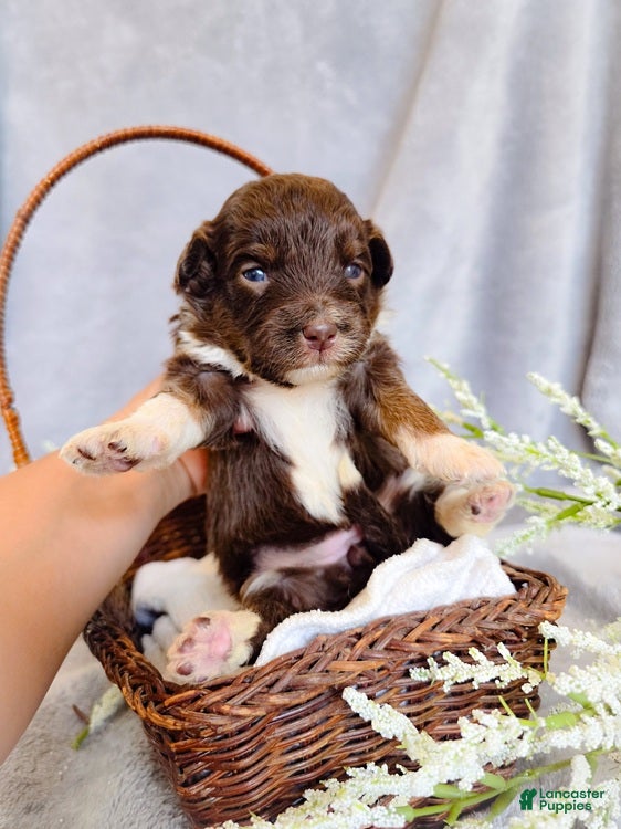 Aussiedoodle dogs Winter Melon - Ad 2