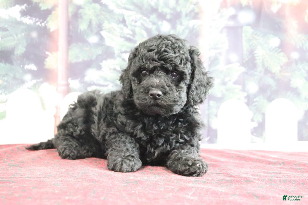 Mini Goldendoodle dogs for sale: Valerina - Ad 4