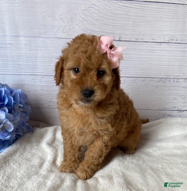 Mini Goldendoodle dogs Kassie - Ad 21