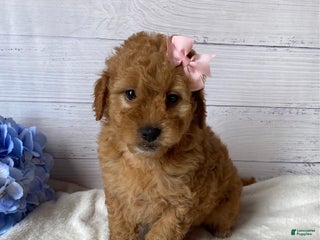 Mini Goldendoodle dogs Kassie - Ad 36