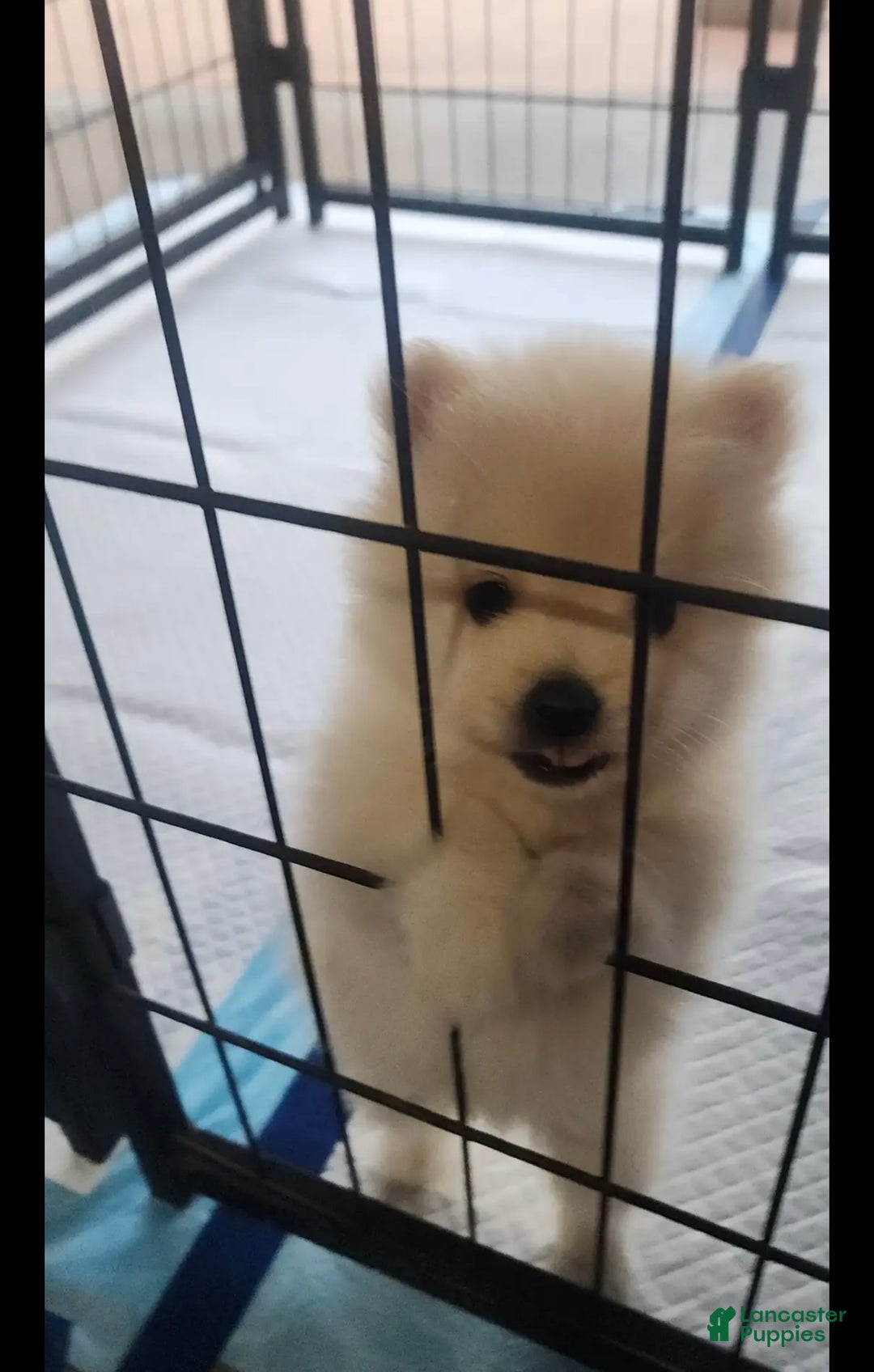 Pomeranian dogs for sale: Curly - Ad 1