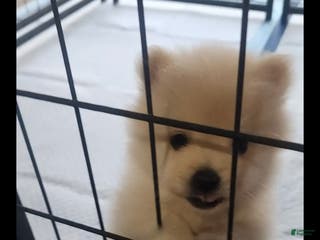 Pomeranian dogs Curly - Ad 13