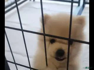 Pomeranian dogs Curly - Ad 14