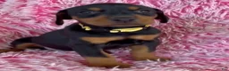 Doberman Pinscher dogs for sale: Doberman Pinscher 9 - Ad 2