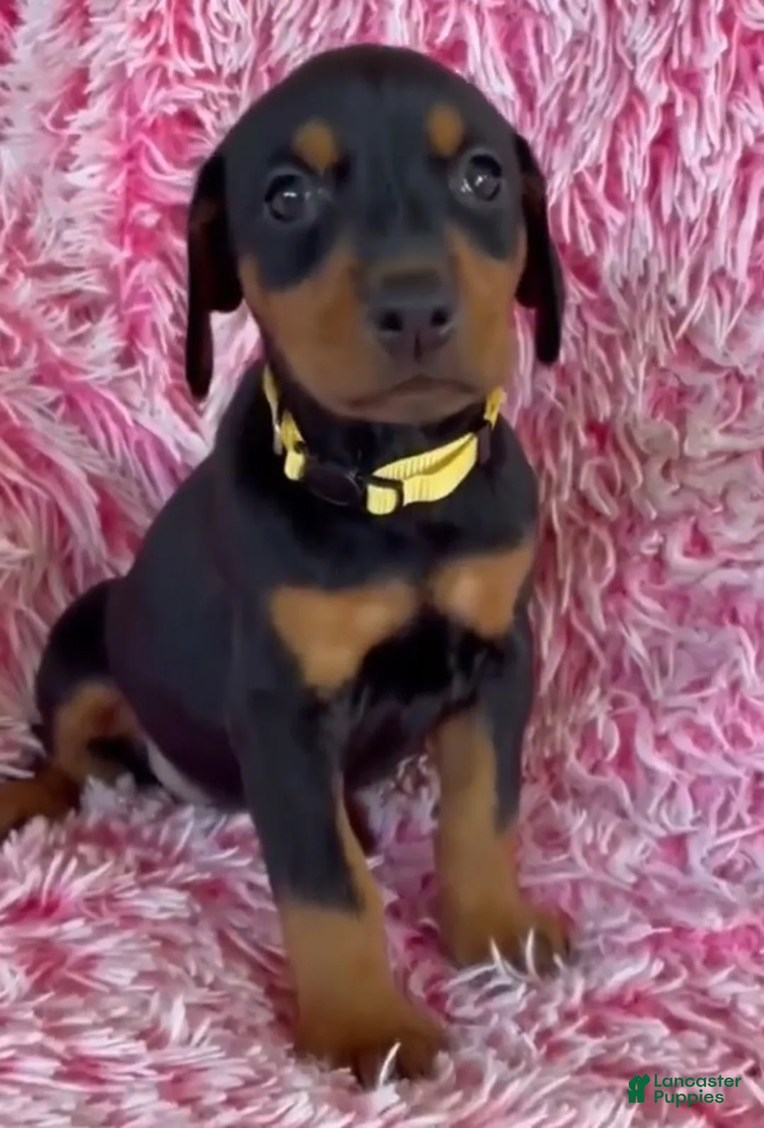 Doberman Pinscher dogs for sale: Doberman Pinscher 9 - Ad 2