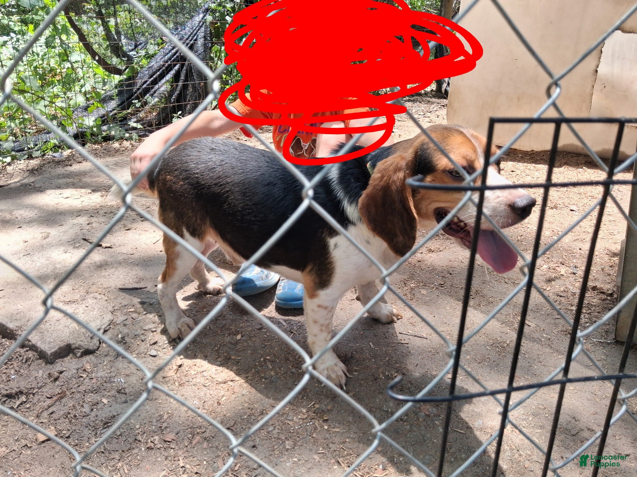 Beagle dogs Beagle 1 - Ad 1
