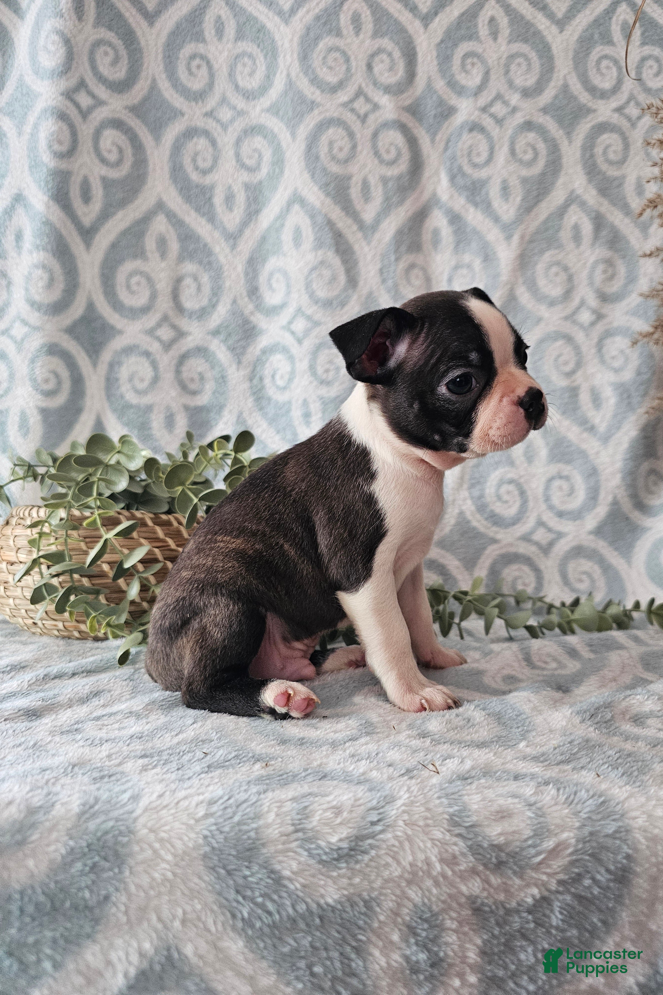 Boston Terrier dogs Boston Terrier Puppy 3 - Ad 31