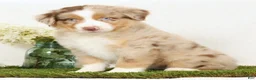 Miniature Australian Shepherd dogs for sale: Laker - Ad 3