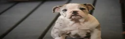 Mixed Breed dogs for sale: Splendor Victorian Bulldog - Ad 3