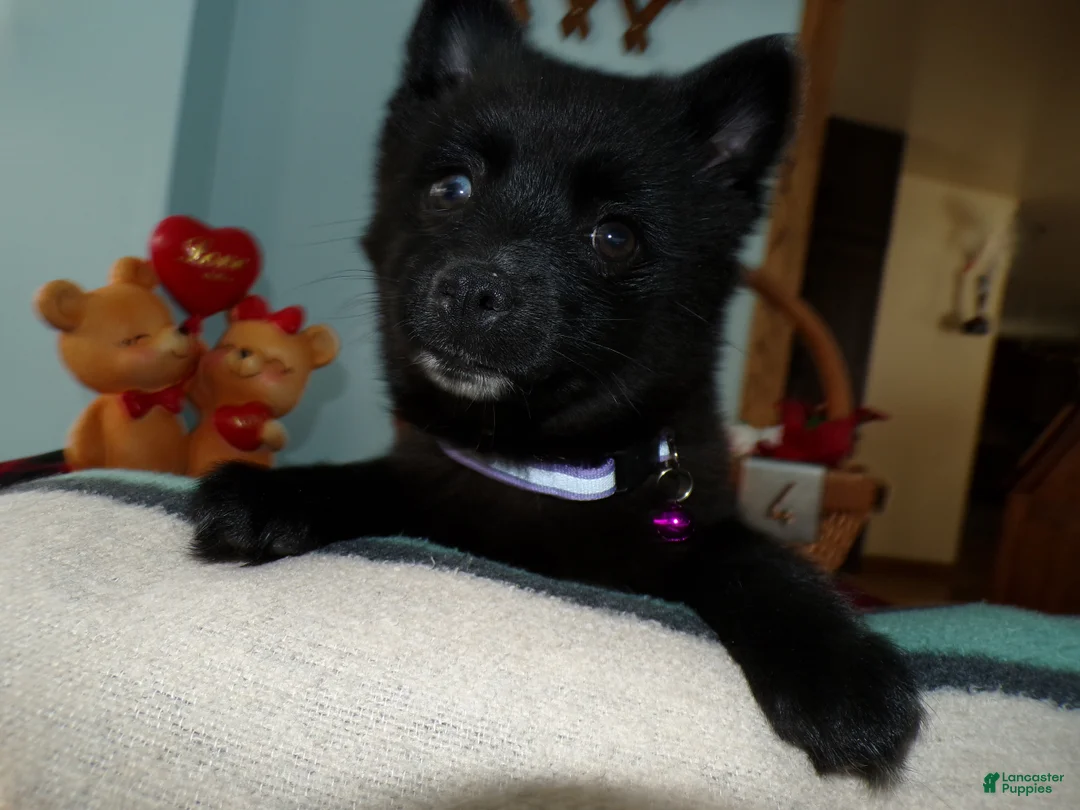 Alaskan Klee Kai dogs for sale: Alaskan Klee Kai Puppy 4 Bernice - Ad 1