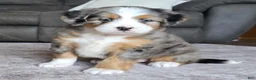 Mini Bernedoodle dogs for sale: Mini Chloe - Ad 16