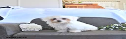 Maltese dogs for sale: Valentine EXTRA SMALL - Ad 5