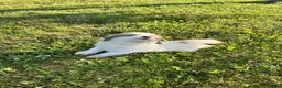 Great Pyrenees dogs for sale: Zeus  - Ad 3