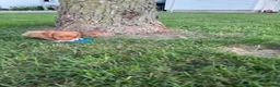 Miniature Dachshund dogs for sale: Toby - Ad 13