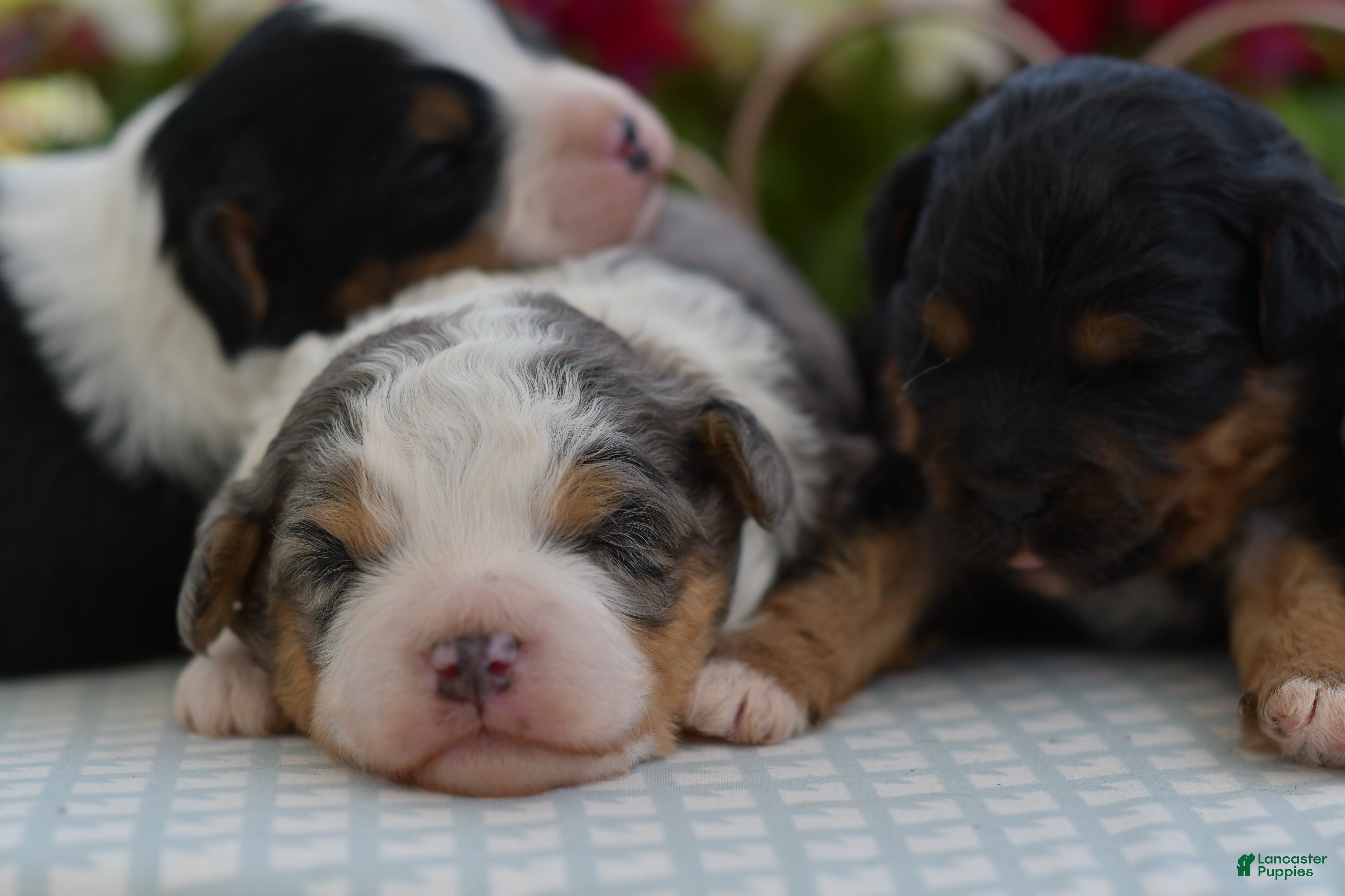 Aussiedoodle dogs Aussiedoodle Puppy 4 - Ad 1