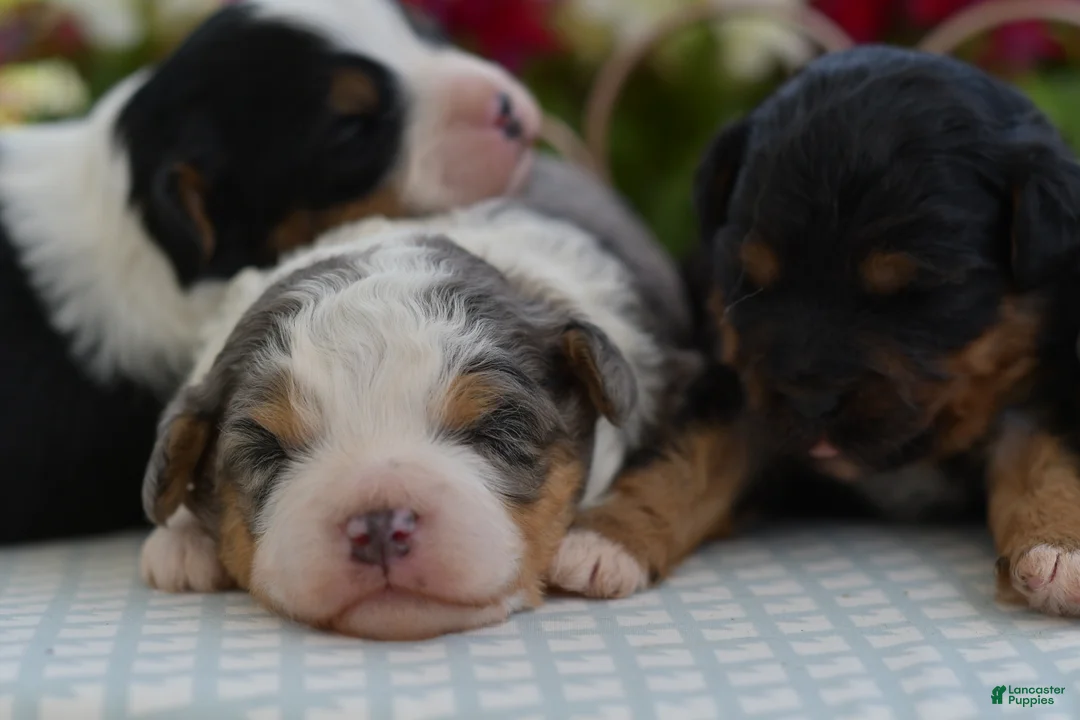 Aussiedoodle dogs for sale: Cupcake  - Ad 2