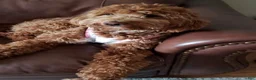 Goldendoodle dogs for sale: Goldendoodle 1 - Ad 2