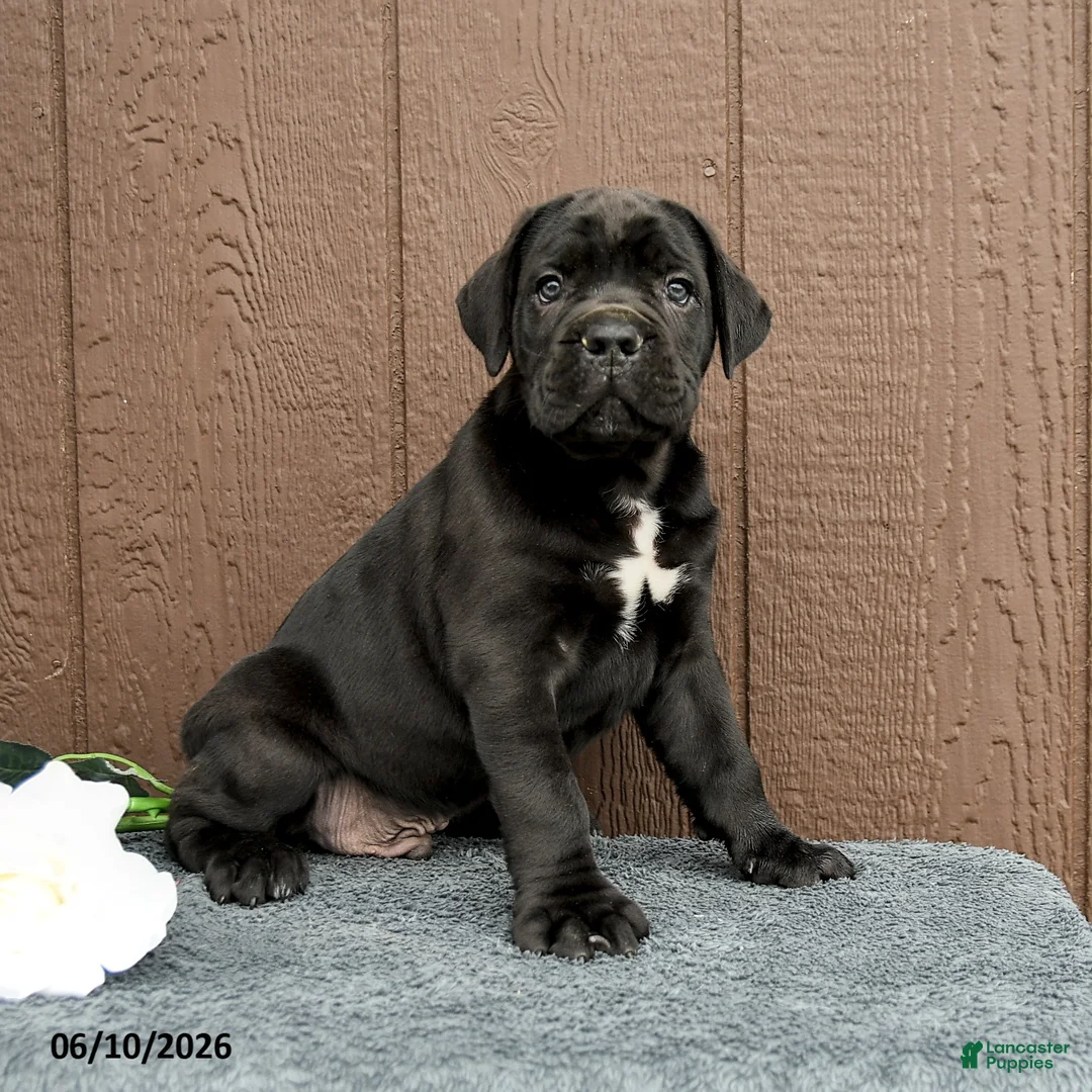 Cane Corso dogs for sale: Cormac - Ad 2