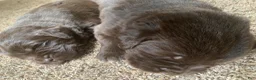 Newfoundland dogs for sale: Newfoundland Puppy 3 - Ad 3