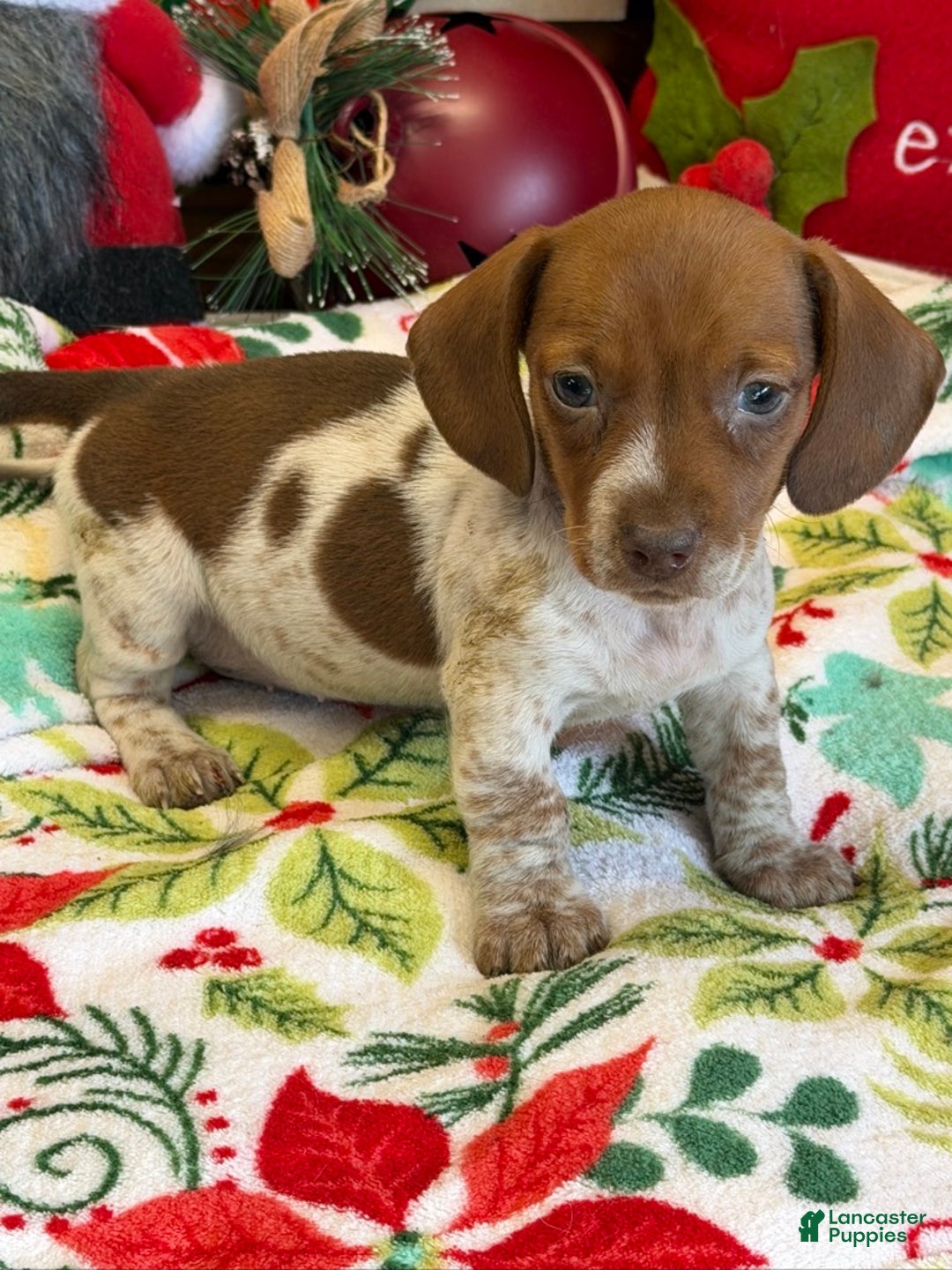 Dachshund dogs for sale: sally - Ad 1