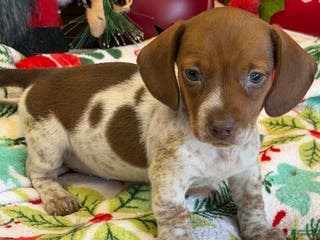 Dachshund dogs sally - Ad 17