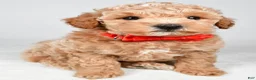 Miniature Poodle dogs for sale: Benny - Ad 5