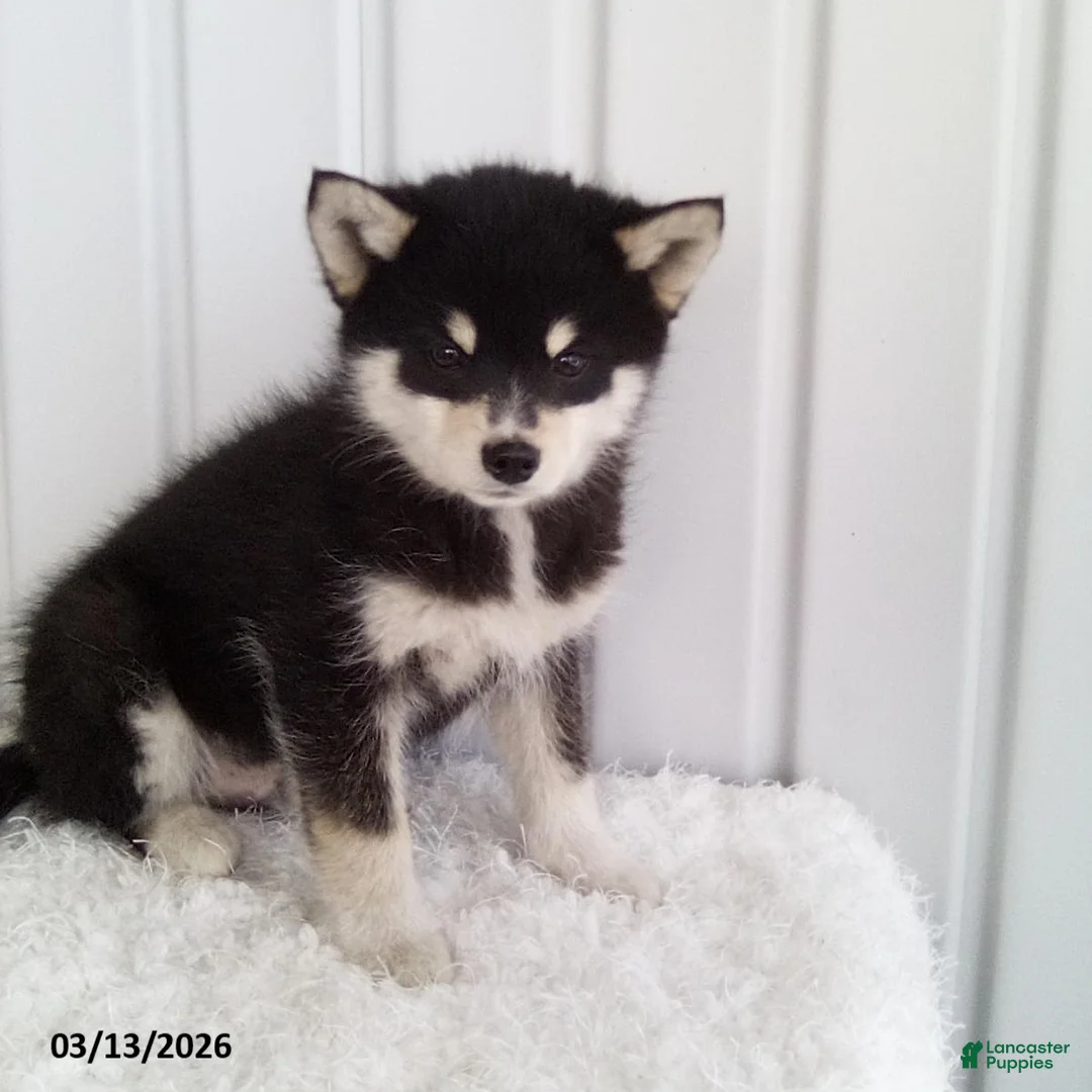 Pomsky dogs for sale: Lincoln - Ad 1