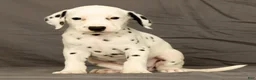 Dalmatian dogs for sale: Rita - Ad 5