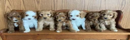 Cavapoo dogs for sale: Bert - Ad 6