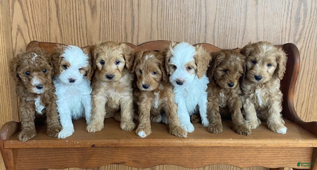 Cavapoo dogs for sale: Bert - Ad 6