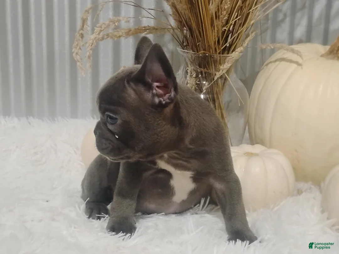 French Bulldog dogs for sale: Blaze - Ad 2