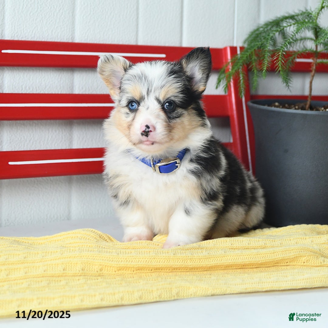 Welsh Corgi Pembroke dogs for sale: Fluffy Starburst - Ad 7