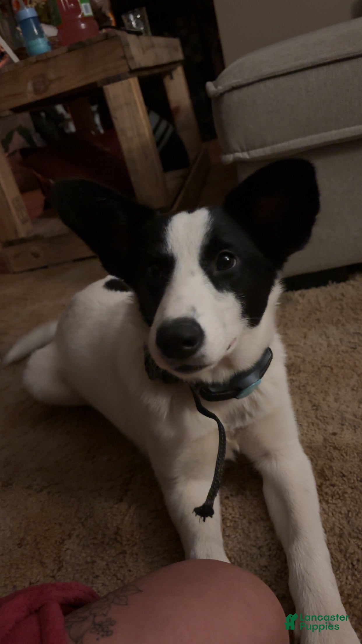 Mixed Breed dogs Salem - Ad 11