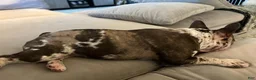French Bulldog dogs for sale: Mello - Ad 14