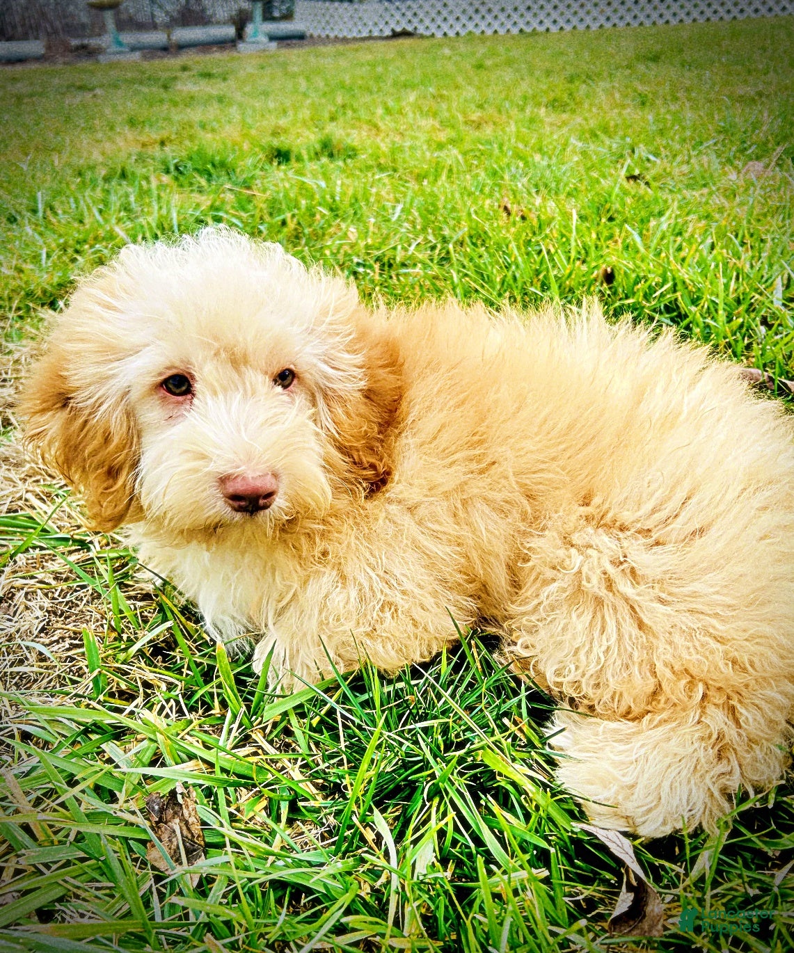 Havapoo dogs Ranger - Ad 12